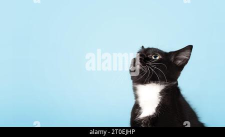 Kuriose Kätzchen, die auf blauem Hintergrund aufblickt, perspektivische Ansicht. Süße junge schwarz-weiße Smoking Katze, die auf Essen wartet oder etwas Interessantes anstarrt Stockfoto
