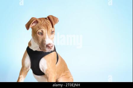 Boxer-Mix Hündchen mit Gurtzeug auf blauem Hintergrund. Niedliche Vorderansicht eines Hündchens großer Rasse, der in die Kamera schaut. 4 Monate alt, weibliche Boxer Pitt-Mischung, Kitz Stockfoto