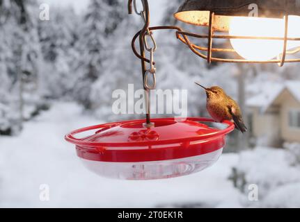 Kolibri auf dem Futterhäuschen mit Heizlampe vor der Winterszene. Kolibri-Heizgeräte werden verwendet, um Nektar oder Zucker vor dem Einfrieren zu bewahren. Stockfoto