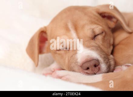 Niedlicher Welpe, der auf dem Sofa schläft, Nahaufnahme. Kopfschuss eines erschöpften Welpen, der auf einer weißen, flauschigen Decke liegt. 8 Wochen alte Boxer-Mischling-Rasse. Helle Augenbraue Stockfoto