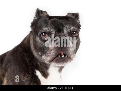 Seniorhund mit falsch ausgerichteten Zähnen und offenem Mund, der in die Kamera blickt. Kleiner schwarzer Hund mit lustigem oder verärgertem Blick. Haustierzahnpflegekonzept. 9 Jahre alter FEM Stockfoto