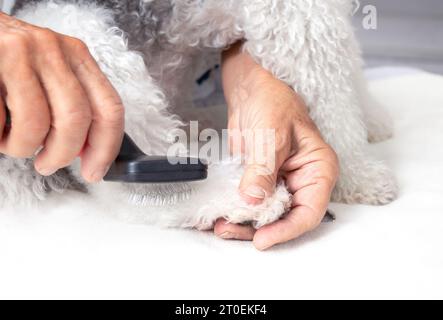 Die Hundepfote ist im Gange. Die Hände der Seniorin bürsten eine weiße Pudelpfote. Kleiner flauschiger Hund, der auf dem Tisch sitzt, während er von einem Beruf geputzt wird Stockfoto