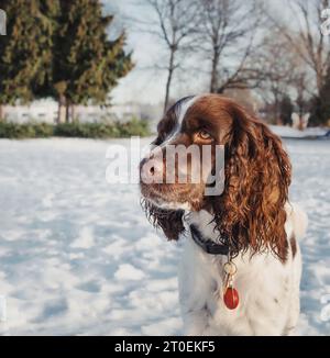 Springer-Spaniel-Hund im Schnee, der etwas neugierig ansieht. Kopfaufnahme eines braunen weißen Hundes an sonnigen Wintertagen im Park. 1 Jahr alt, Leber und weiß, Stockfoto