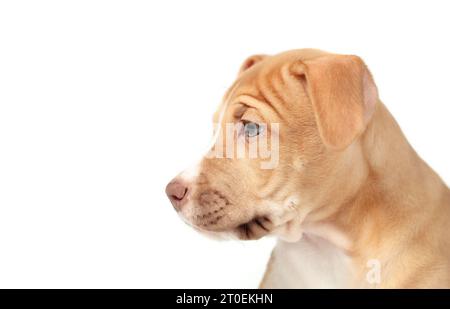 Isolierter Hündchenkopf oder Seitenprofil. Niedliche Seitenansicht eines großen beigefarbenen Boxergemischs mit Hündchen, der auf etwas abseits des Bildschirms schaut. 12 Wochen alt, weibliche Boxer Stockfoto