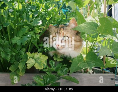 Niedliche Katzenjagd, während sie sich in bewachsenen Gemüsepflanzen verstecken. Kitty sitzt zwischen Pflanzen und sieht etwas mit intensiven gelben Augen und Körperlang an Stockfoto