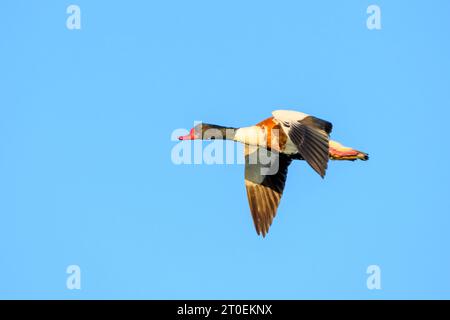 Deutschland, Niedersachsen, Juist, Schutzente (Tadorna tadorna), im Flug. Stockfoto