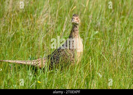 Deutschland, Niedersachsen, Juist, Fasan (Phasianus colchicus), Stockfoto