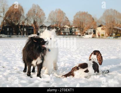Drei Hunde im Schnee im Park an einem sonnigen Wintertag. Samoyed-Hund und Australian Shepherd-Hund spielen miteinander, während ein englischer Zeigerhund e ist Stockfoto