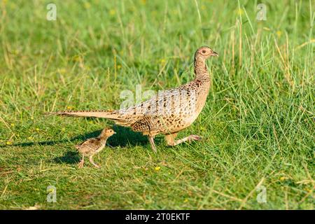 Deutschland, Niedersachsen, Juist, Fasan (Phasianus colchicus), Huhn mit einem Jungen. Stockfoto