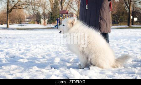 Samoidenhund sitzt von Haustierbesitzern mit Schneehintergrund und sieht sich etwas Interessantes an. Süßer flauschiger großer weißer Hund, der im Winter eine Pause macht Stockfoto