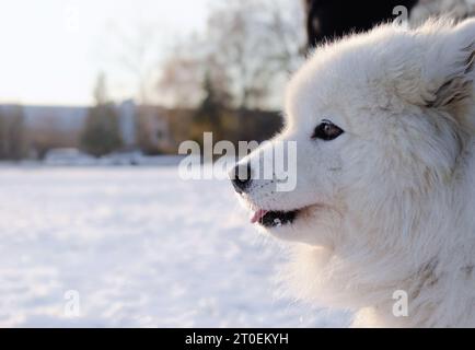 Samoidenhund mit Schnee-Hintergrund, der sich etwas ansieht. Kopfaufnahme von der Seite des süßen flauschigen großen weißen Hundes, der im Park steht. Arktische Hunderasse Winter sc Stockfoto