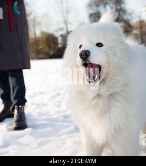 Samoidenhund bellt etwas mit offenem Mund an. Vorderansicht eines großen flauschigen weißen Hundes, der im Schnee steht. Arktische Hunderasse Winter sce Stockfoto