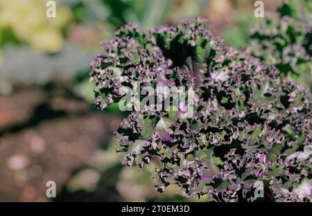 Roter russischer Grünkohl im Garten an einem sonnigen Sommertag. Nahaufnahme von Grünkohl mit violett grünen lockigen Blättern, die im Gemeinschaftsgarten wachsen. Brassica vegetabl Stockfoto