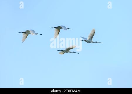 Löffelschnabel (Platalea leucorodia), auch Löffelschnabel genannt. Stockfoto