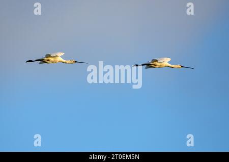 Löffelschnabel (Platalea leucorodia), auch Löffelschnabel im Flug. Stockfoto