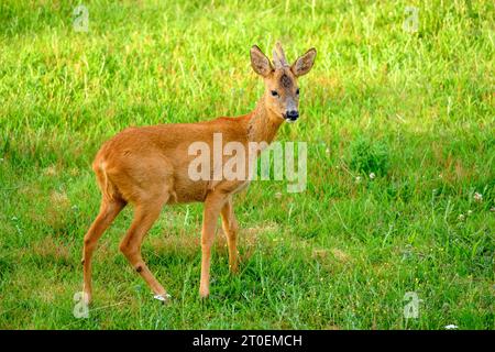 Deutschland, Niedersachsen, Juist, rehbock (Capreolus capreolus) im Garten. Stockfoto