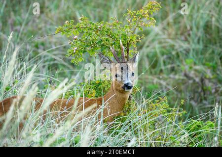 Deutschland, Niedersachsen, Juist, rehbock (Capreolus capreolus) auf der Insel. Stockfoto