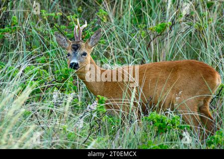 Deutschland, Niedersachsen, Juist, rehbock (Capreolus capreolus) auf der Insel. Stockfoto