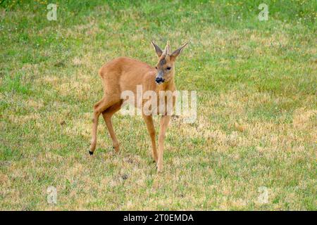 Deutschland, Niedersachsen, Juist, rehbock (Capreolus capreolus) im Garten. Stockfoto