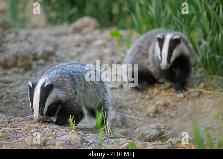 Zwei junge europäische Dachse (Meles meles), die in der Abenddämmerung im Frühjahr auf dem Feld/Ackerland nach Regenwürmern und Insekten schnüffeln Stockfoto