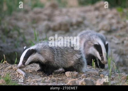 Zwei junge europäische Dachse (Meles meles), die in der Abenddämmerung im Frühjahr auf dem Feld/Ackerland nach Regenwürmern und Insekten schnüffeln Stockfoto