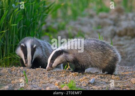 Zwei junge europäische Dachse (Meles meles), die in der Abenddämmerung im Frühjahr auf dem Feld/Ackerland nach Regenwürmern und Insekten schnüffeln Stockfoto