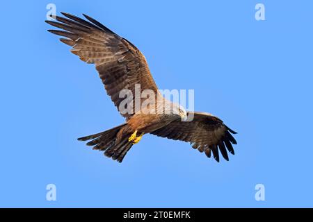 Hochfliegender schwarzer Drachen (Milvus migrans) Raubvogel im Flug gegen blauen Himmel im Sommer Stockfoto