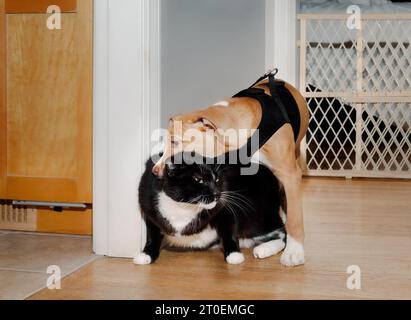 Hündchen und Katze spielen hart. Großer Boxer-Welpe mit gemischter Rasse, der auf einer nicht sehr glücklichen Katze in der Hocke steht. Katze auf Hund Einführung und Haustiertraining Stockfoto