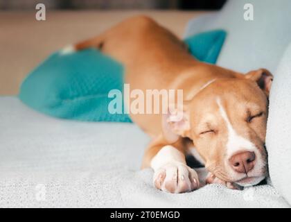 Niedlicher Welpe, der in komischer Position auf dem Sofa schläft. Vorderansicht eines sehr entspannten Hündchens, der ausgestreckt schläft, mit der Rückseite höher oben auf einem Kissen. 12 wir Stockfoto