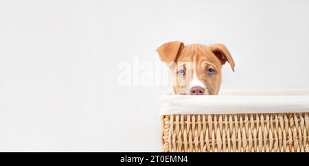 Niedlicher Welpe in Box auf grauem Hintergrund. Kopfaufnahme eines Welpen, der in gewobenen Bänken sitzt, während er mit grünen Augen in die Kamera schaut. 9 Wochen alt, weibliche Box Stockfoto