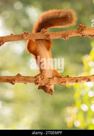 Rotes Eichhörnchen auf Ästen, die kopfüber hängen Stockfoto