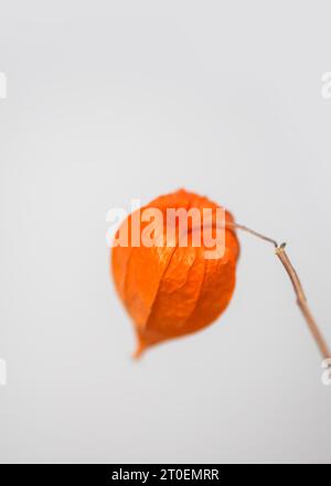 Physalis Alkekengi-Werk. Chinesische Laterne oder gemahlene Beere. Authentische Inneneinrichtung in minimalistischem Stil. Stockfoto