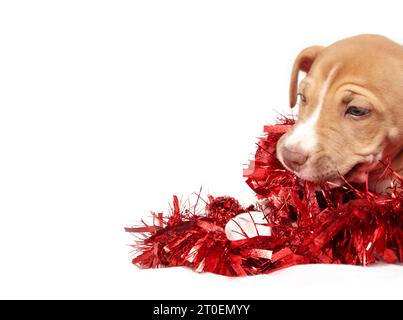 Niedlicher Welpe, der mit Lametta-Girlanden spielt. Rote Girlanden sind um einen Welpen gewickelt, mit Fäden im Mund. Tiersichere Weihnachtsdekoration oder Stockfoto