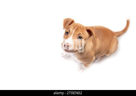 Isolierter Welpe sitzt und blickt in die Kamera. Blick von oben auf Curios Welpen, der in der Küche auf Futter oder Gehorsamstraining wartet. 9 Wochen alt, weiblich Stockfoto