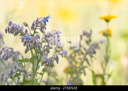 Borretschpflanzen (Borago officinalis) auf einem Feld, Deutschland Stockfoto