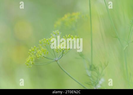 Früchte des wilden Fenchels (Foeniculum vulgare) auf einem Feld, Deutschland Stockfoto