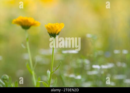 Gelbblühende Ringelblumen (Calendula officinalis) auf einem Feld, Deutschland Stockfoto