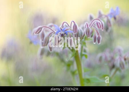 Blaue Borretschblüten (Borago officinalis), Deutschland Stockfoto