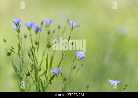 Blassblaue Blüten von Leinen (Linum) auf einem Feld, Deutschland Stockfoto