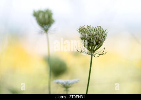 Samenköpfe von Wildmohren (Daucus carota), Deutschland Stockfoto