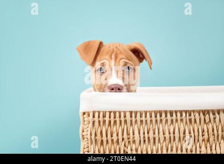 Curios Welpe in Box auf blauem Hintergrund. Kopfaufnahme eines Welpen, der in gewobenen Bänken sitzt, während er mit grünen Augen in die Kamera schaut. 9 Wochen alt, weiblich Stockfoto