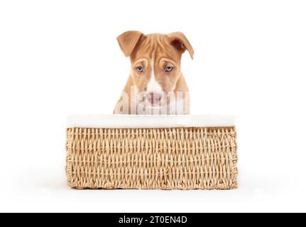 Müder Welpe im Hundebettkorb und Blick in die Kamera. Niedlicher verschlafener Welpe, der in einem gewebten Korb sitzt und sich vom Spielen ausruhen lässt. 9 Wochen alt, weiblich B Stockfoto