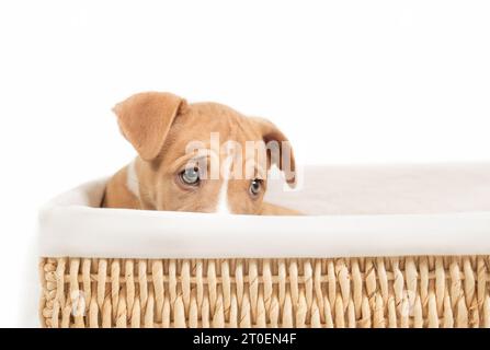 Schüchternes Hündchen versteckt sich im Korb. Isoliertes, niedliches Hundebett. Müde, ängstlich oder besorgt Körpersprache. Jus adoptiert 9 Wochen alt, Boxer Pi Stockfoto