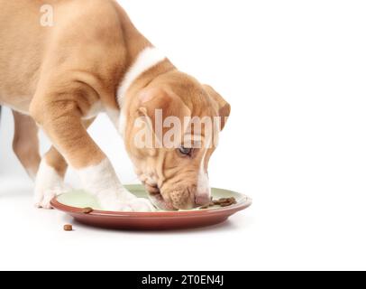 Hungriger Welpe isst Kroketten, während er in der Speise steht. Verhindern Sie das Schutzverhalten von niedlichem Welpen. 9 Wochen alte, kurzhaarige Boxer Pitbu Stockfoto