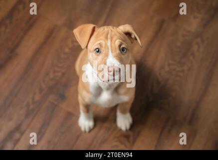 Neugieriger Welpe sitzt und blickt in die Kamera. Blick von oben auf den Welpen, der in der Küche auf Futter wartet oder Gehorsamstraining. 9 Wochen alt, weibliche Boxergrube Stockfoto