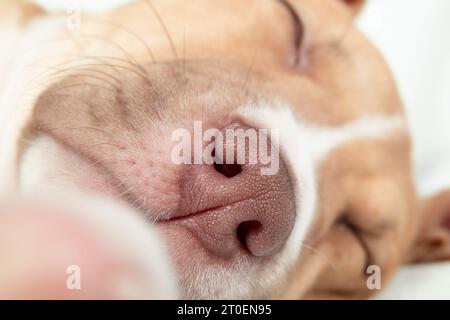 Nahaufnahme von Welpennase und Nasenlöchern. Kopfaufnahme eines niedlichen Hündchens, der entspannt schläft, während er seitlich liegt. Weiche pinkfarbene Nase. 9 Wochen alt, weibliche Boxergrube Stockfoto