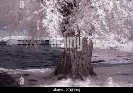 Europa, Deutschland, Mecklenburg-Vorpommern, Region Müritz, Mecklenburgische Seenplatte, alte gebrochene Weide am Seeufer bei Rechlin Stockfoto