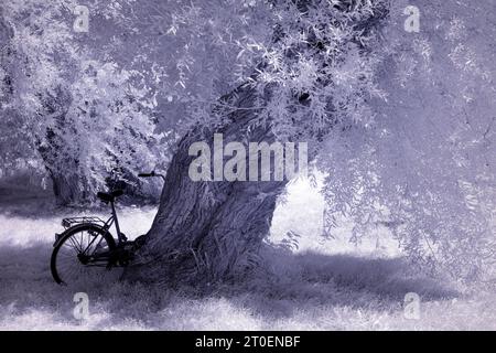 Europa, Deutschland, Mecklenburg-Vorpommern, Region Müritz, Mecklenburgische Seenplatte, Nationalpark Müritz, Knackweide mit geparktem Fahrrad Stockfoto