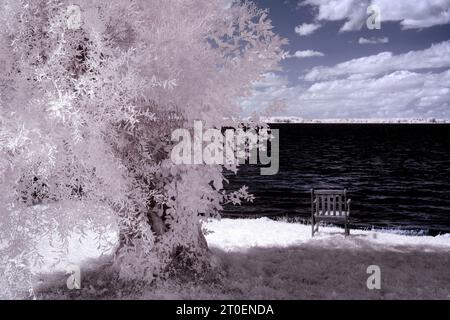 Europa, Deutschland, Mecklenburg-Vorpommern, Region Müritz, Mecklenburgische Seenplatte, Müritz Nationalpark, gebrochene Weide mit Holzstuhl am Müritzer Ufer Stockfoto