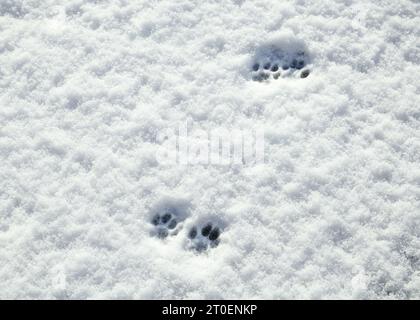 Katzenpfoten-Abdrücke im Schnee an sonnigen Tagen. Mehrere Fußabdrücke einer kleinen Katze, die auf Neuschnee läuft. Abstrakte Textur oder Oberfläche der Tierspur. Konzept für DO Stockfoto